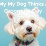 What My Dog Thinks About Grooming Day