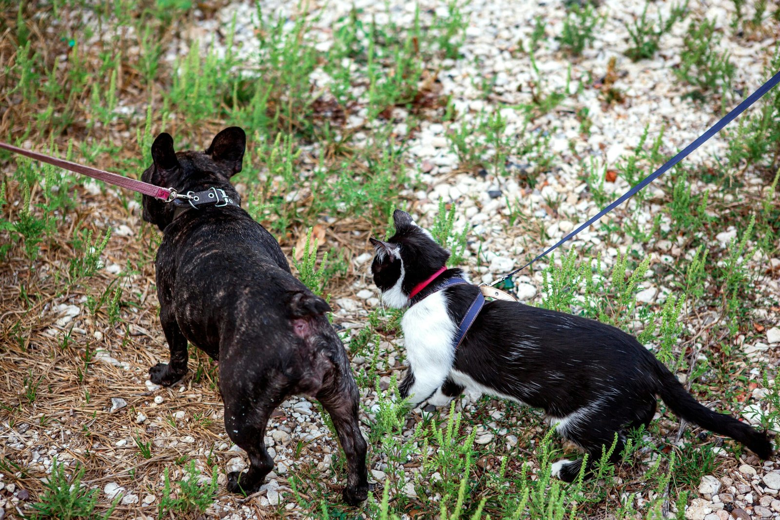 What Behaviours Are Not Acceptable At The Dog Park?