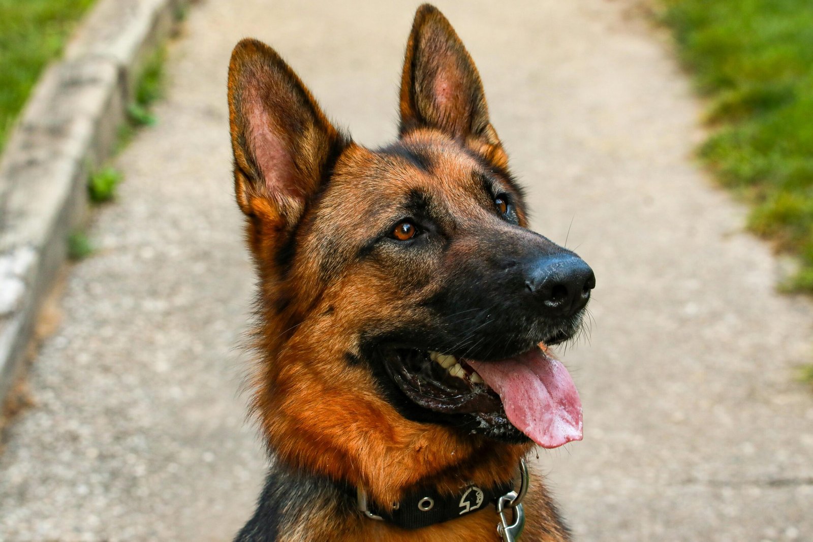 How To Stay Alert And Aware At The Dog Park