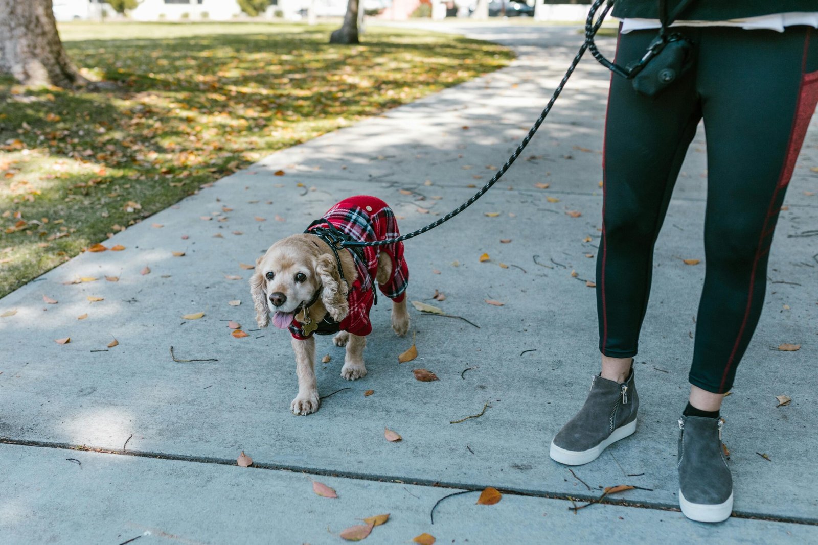 Can You Train A Dog To Behave Better At The Dog Park?