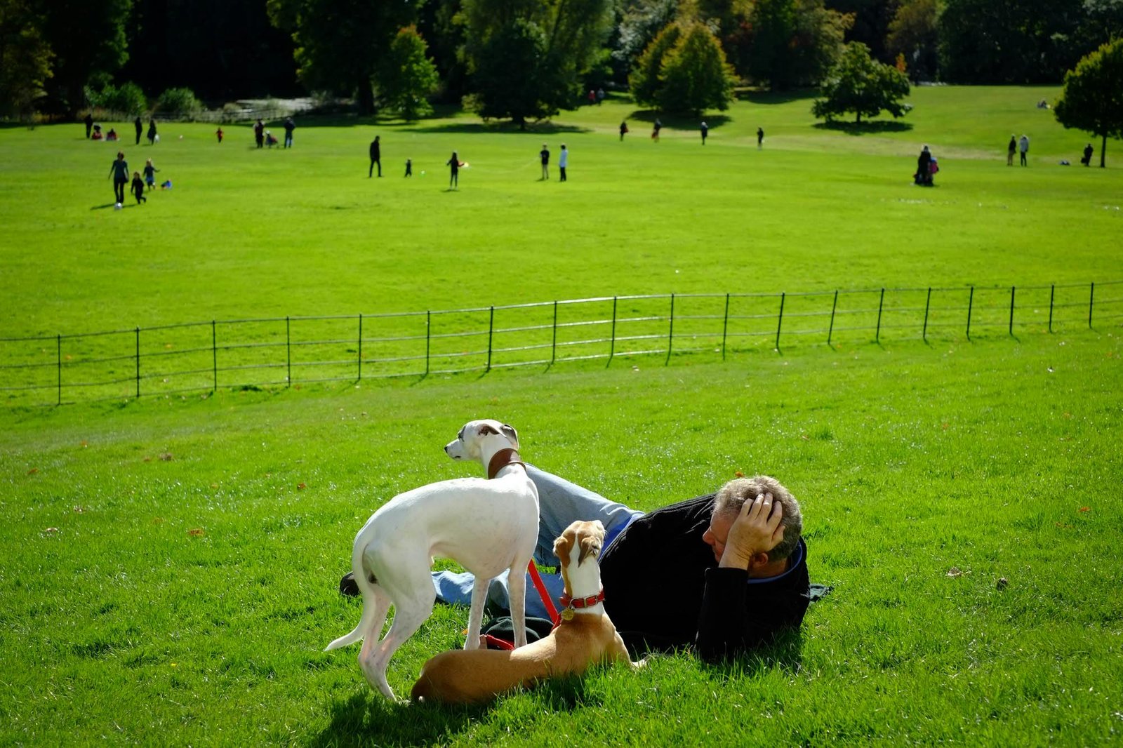 How Clean Are Dog Parks And Who Maintains Them?