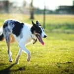Dog Park Safety Tips Every Pet Owner Should Know
