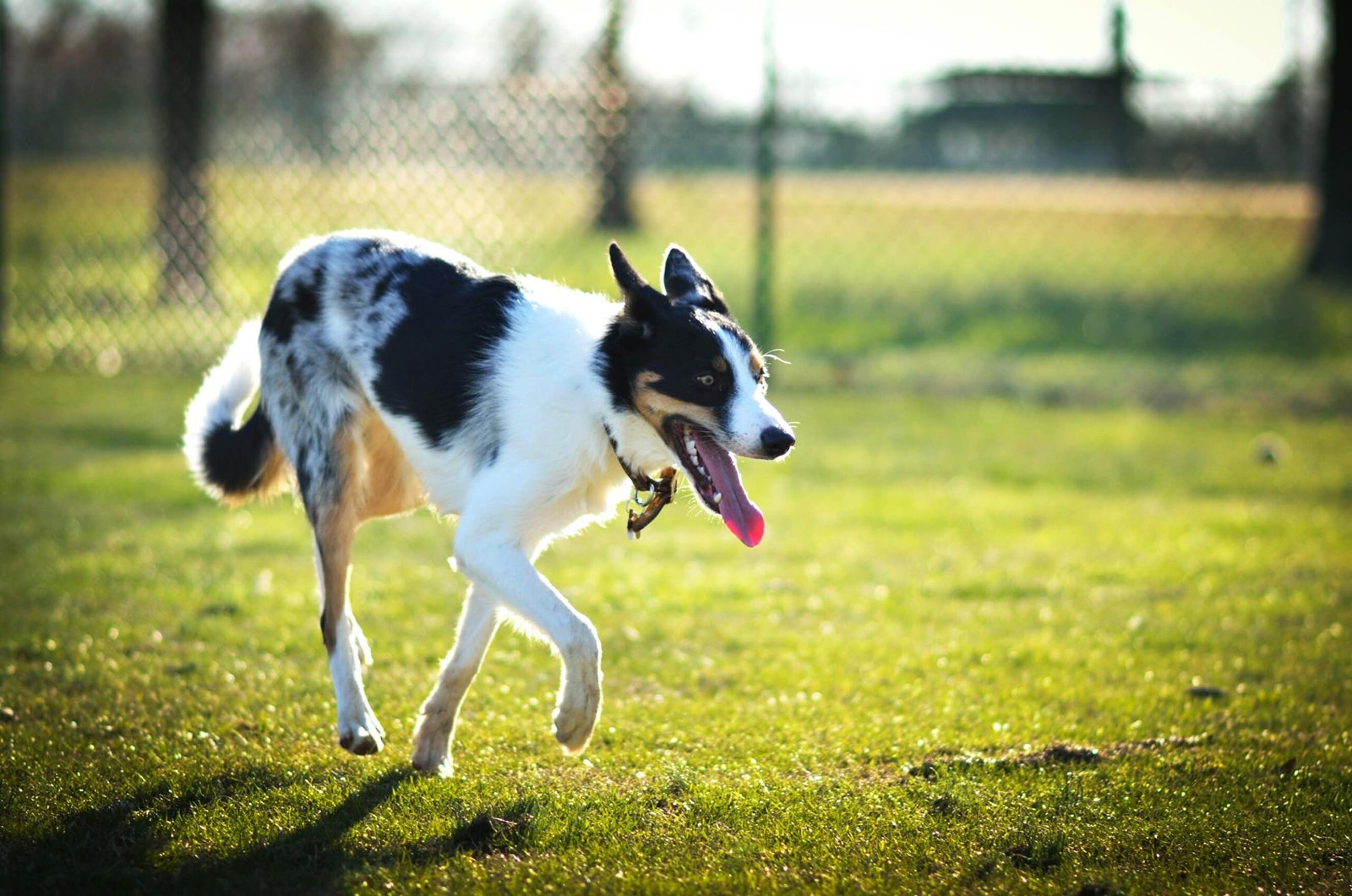 Dog Park Safety Tips Every Pet Owner Should Know