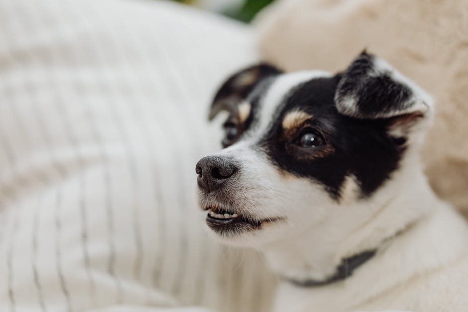 battersea dogs home uk — Battersea Dogs Home Uk: A Haven for Animals