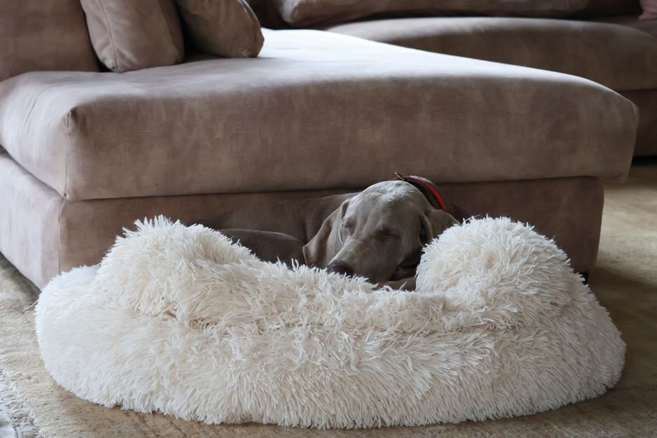 best dog bed uk — Best Dog Bed Uk: Top Picks for Every Pup