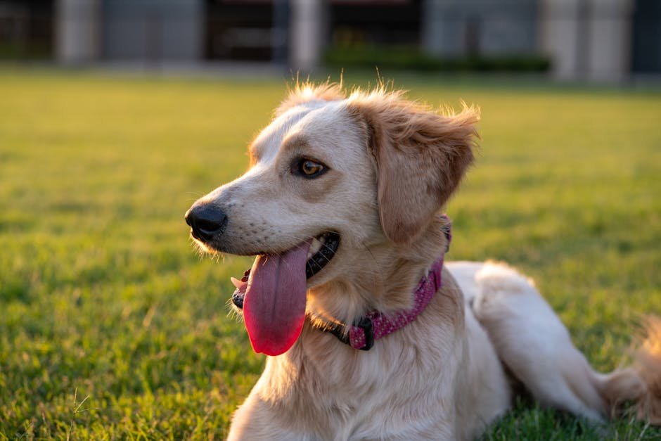 best dog parks uk — Best Dog Parks Uk: Top Spots for Off-Lead Fun