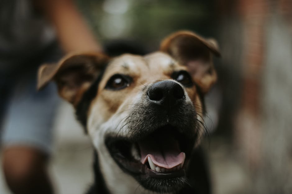 best dry dog food uk — Best Dry Dog Food Uk: Top Picks for Your Pup