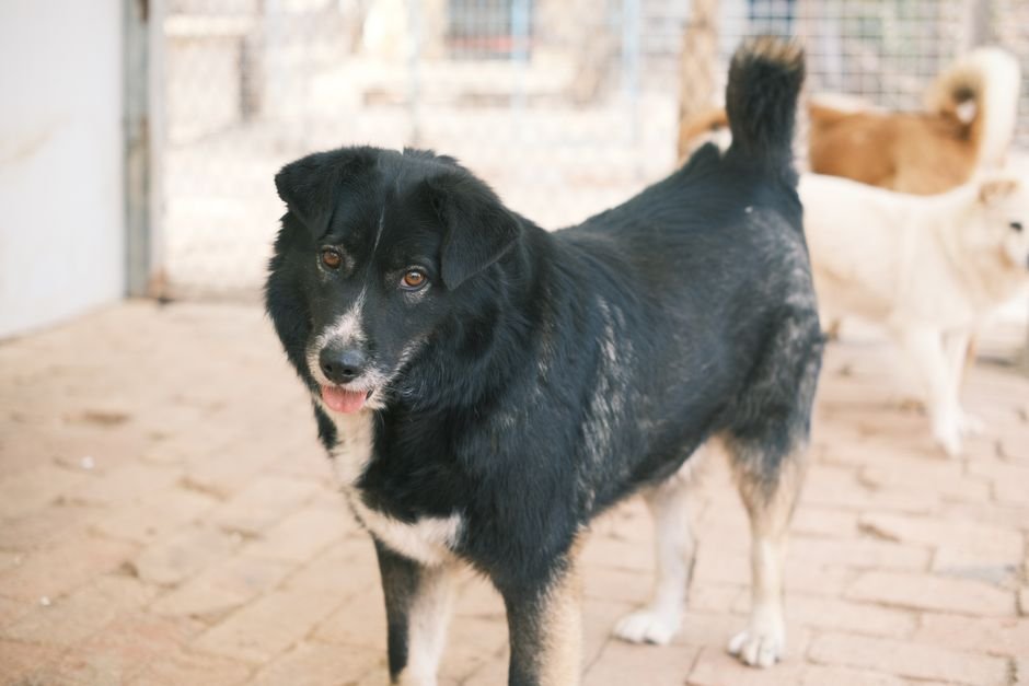 blue cross dog rescue uk — Blue Cross Dog Rescue Uk: Helping Paws Find Homes