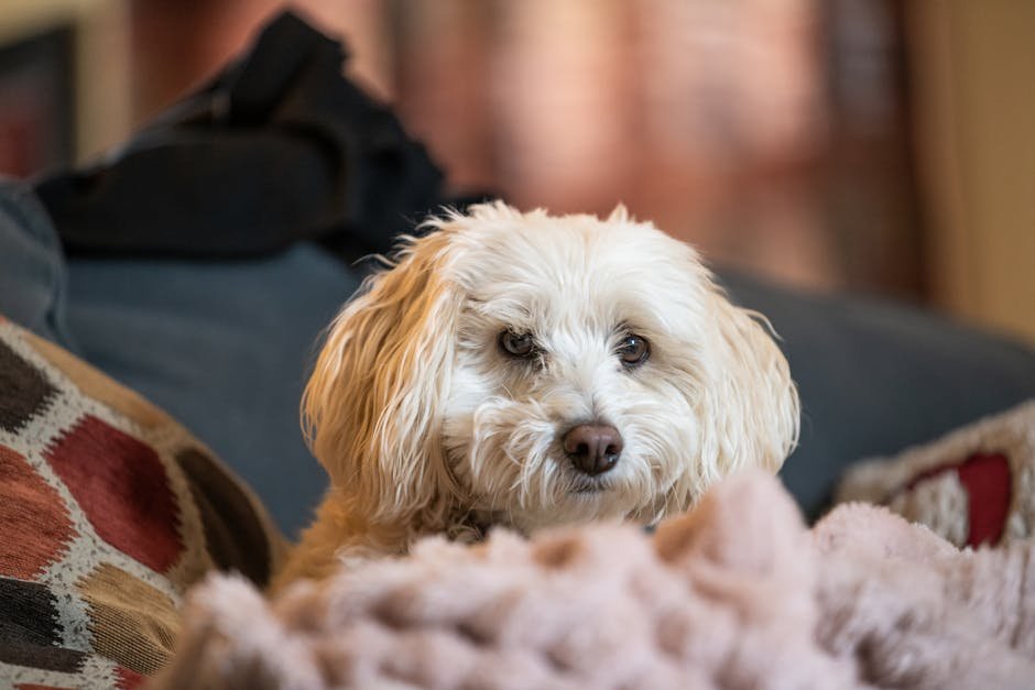 cavapoo uk — Cavapoo Uk: Everything You Need to Know