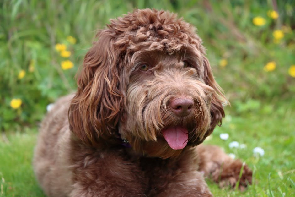 cockapoo uk — Cockapoo Uk: A Complete Guide to This Popular Breed