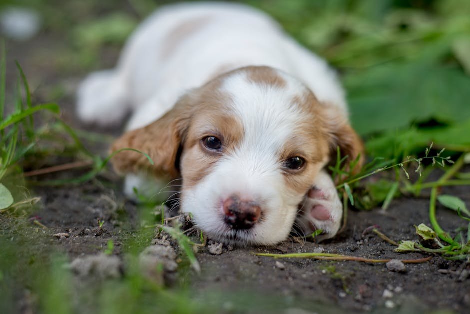 cocker spaniel uk — Cocker Spaniel Uk: Breed Guide, Care & Temperament