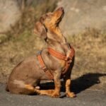 Dachshund Uk: Breed Guide, Costs & Care