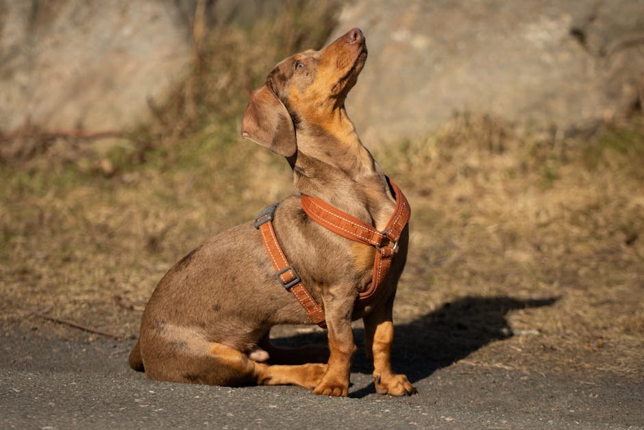 dachshund uk — Dachshund Uk: Breed Guide, Costs & Care