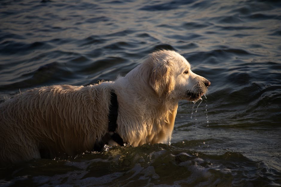 dog bath at home uk — Dog Bath at Home Uk: Easy Step-By-Step Guide