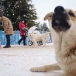 Dog Christmas Safety Uk: Top Tips for the Festive Season