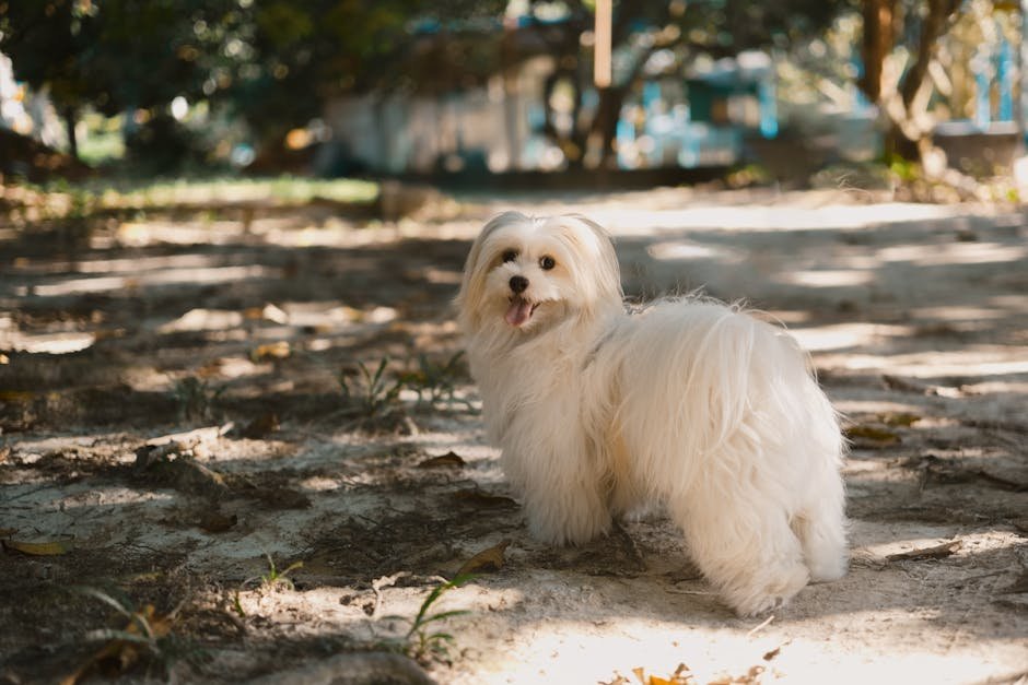 dog coat brushing tips uk — Dog Coat Brushing Tips Uk: Expert Home Grooming