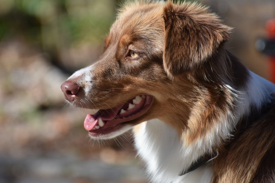 dog dental care uk — Dog Dental Care Uk: Simple Guide for Healthy Teeth