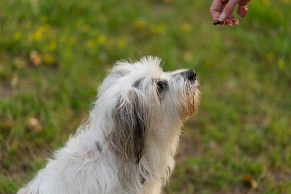 dog diet tips uk — Dog Diet Tips Uk: Healthy Feeding Advice