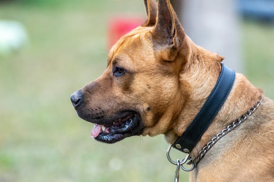 dog ear cleaning uk — Dog Ear Cleaning Uk: Safe Steps for Healthy Ears