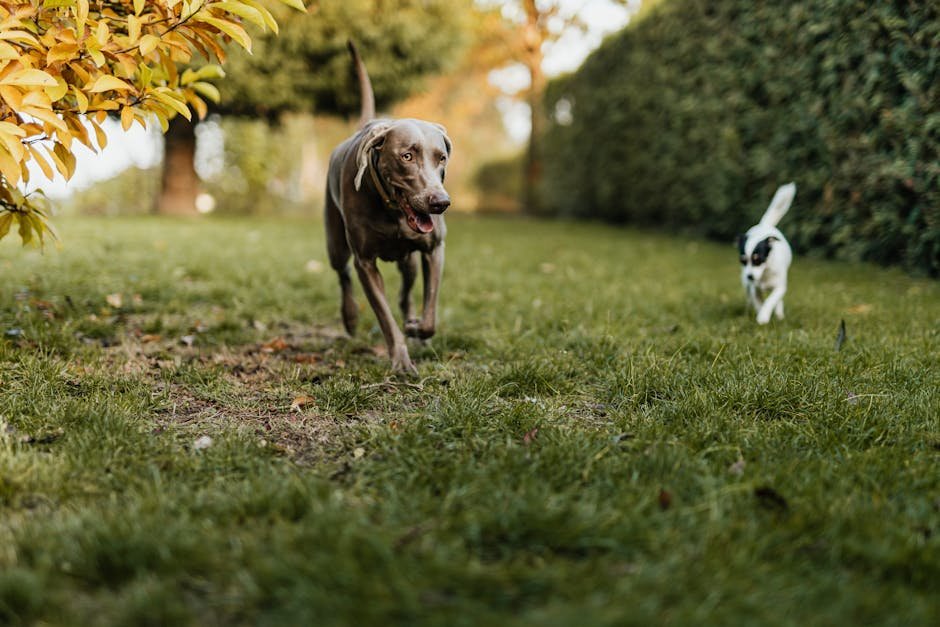 dog exercise needs uk — Dog Exercise Needs Uk: Daily Walk Guide