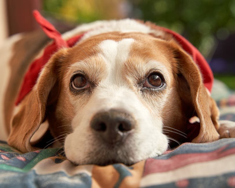 dog first aid tips uk — Dog First Aid Tips Uk: Essential Emergency Guide