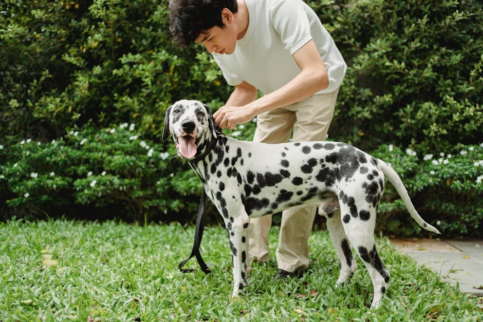 dog flea treatment uk — Dog Flea Treatment Uk: Safe, Effective Options