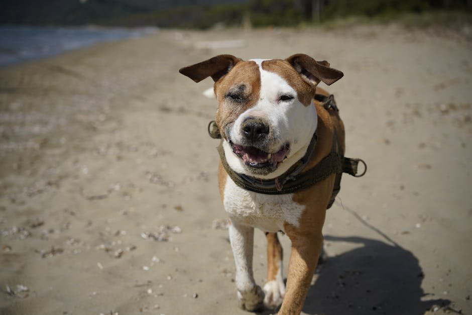 dog friendly beaches uk — Dog Friendly Beaches Uk: Best Coastal Spots