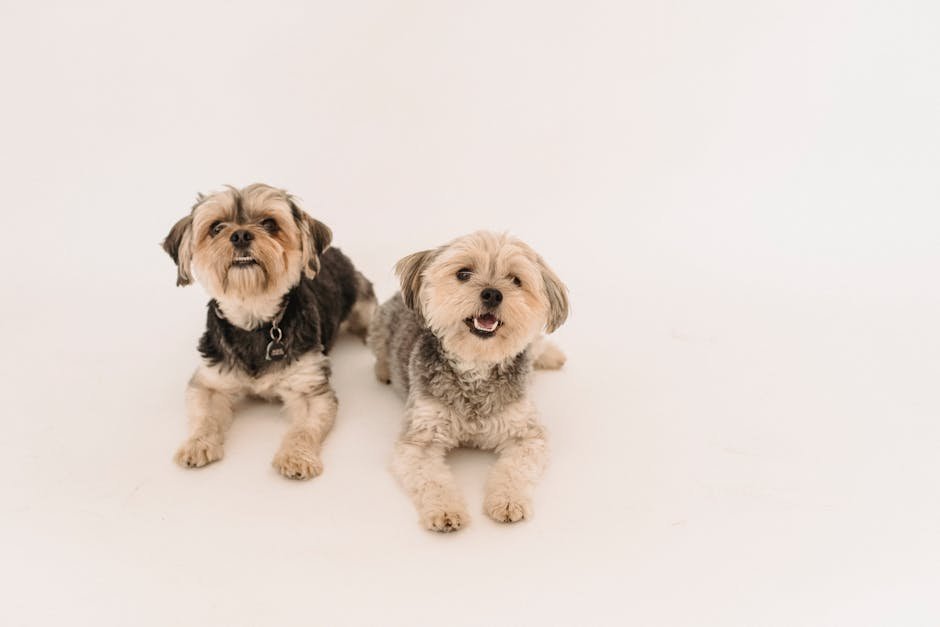 dog groomer near me uk — Dog Groomer Near Me Uk: How to Find the Best