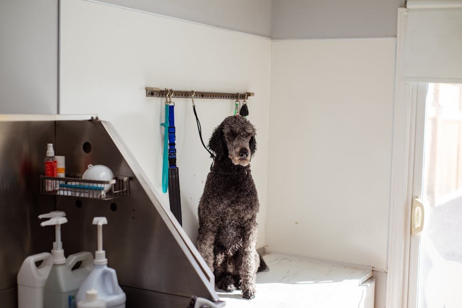 dog grooming birmingham — Dog Grooming Birmingham: Tips, Costs & Local Advice
