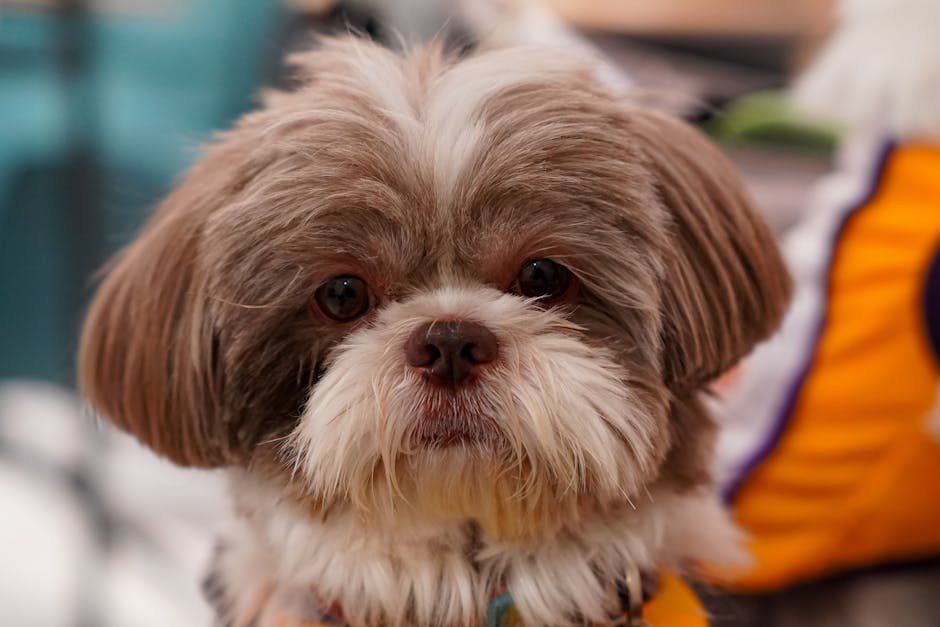 dog grooming cost uk — Dog Grooming Cost Uk: Prices, Factors & Tips