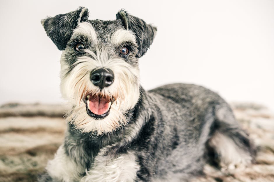 dog grooming leeds — Dog Grooming Leeds: Services, Prices & Tips