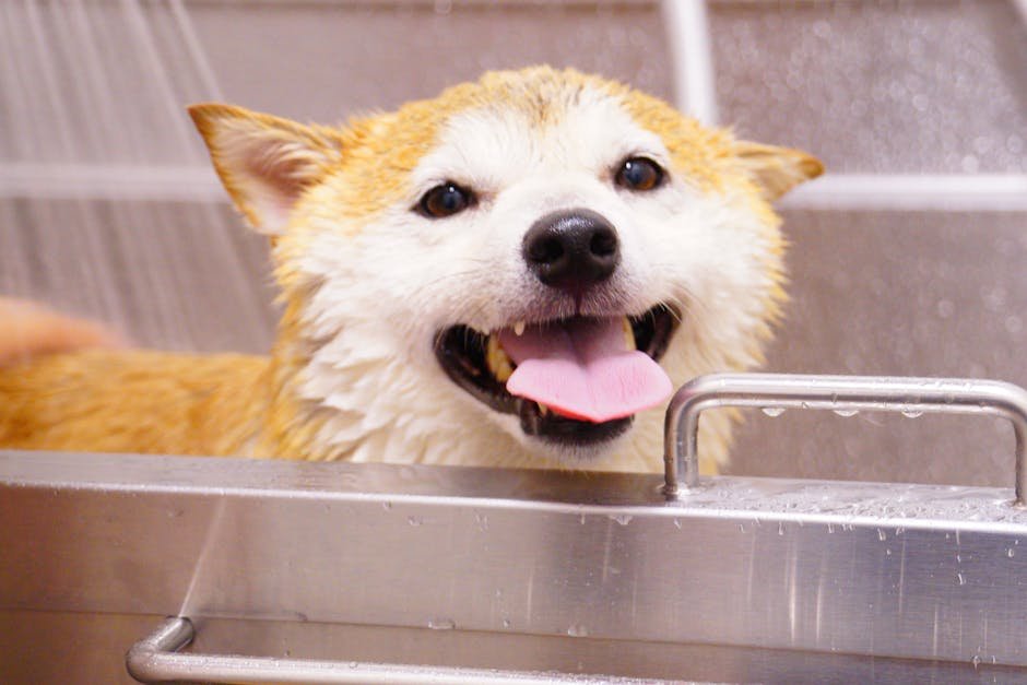 dog grooming manchester — Dog Grooming Manchester: Tips, Costs & What to Expect