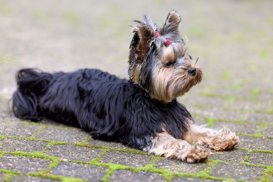 dog grooming qualifications uk — Dog Grooming Qualifications Uk: What You Need