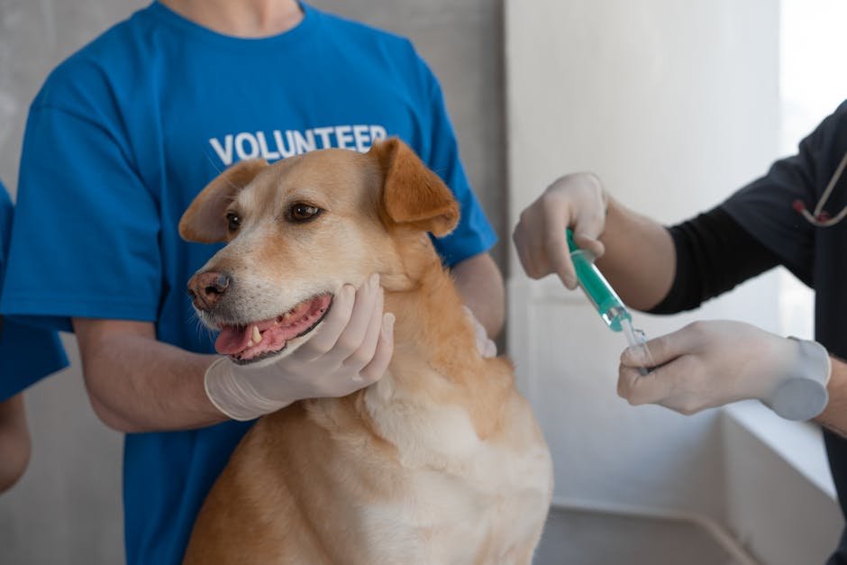 dog health tips uk — Dog Health Tips Uk: Essential Advice for Owners