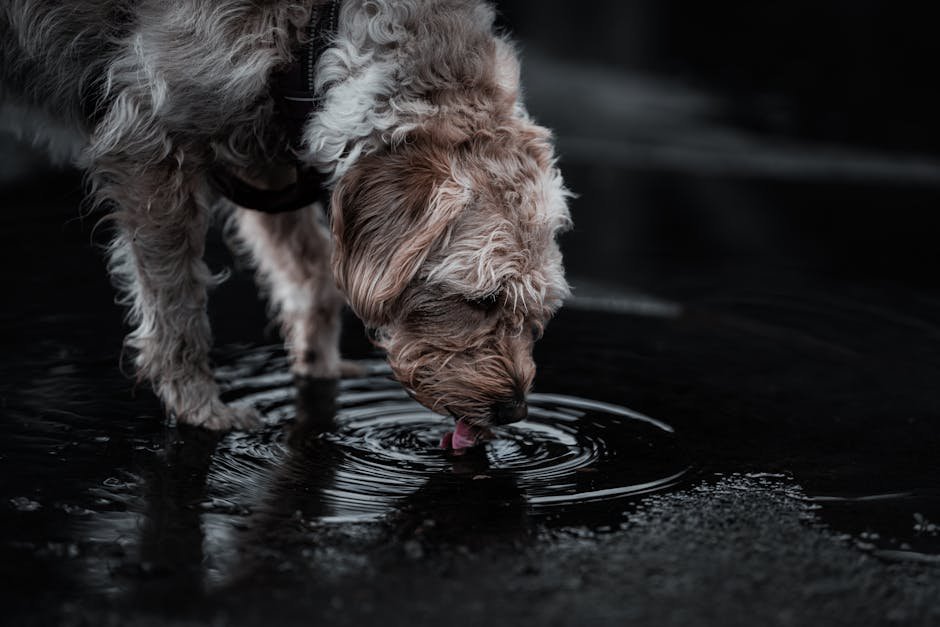 dog hydration tips uk — Dog Hydration Tips Uk: Keep Your Dog Safely Hydrated