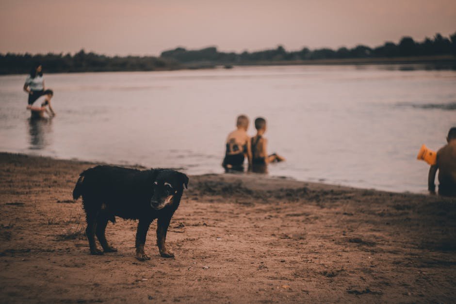 dog in hot weather uk — Dog in Hot Weather Uk: Keeping Your Pup Safe