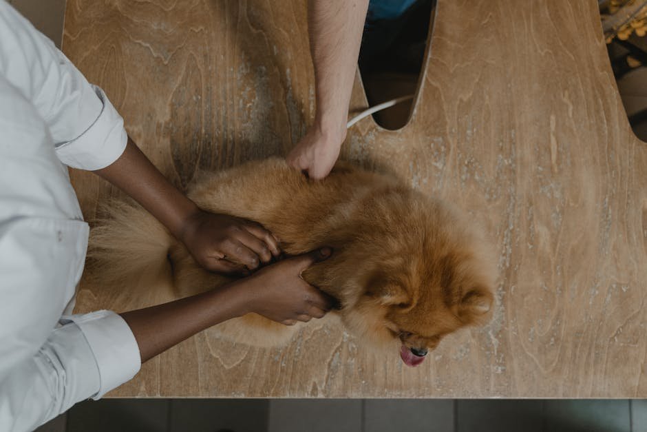 dog insurance uk — Dog Insurance Uk: Costs, Cover & Claim Basics