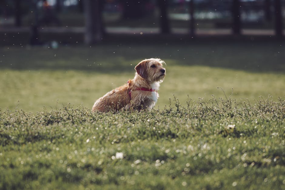 dog park birmingham — Dog Park Birmingham: Best Parks & Visitor Tips