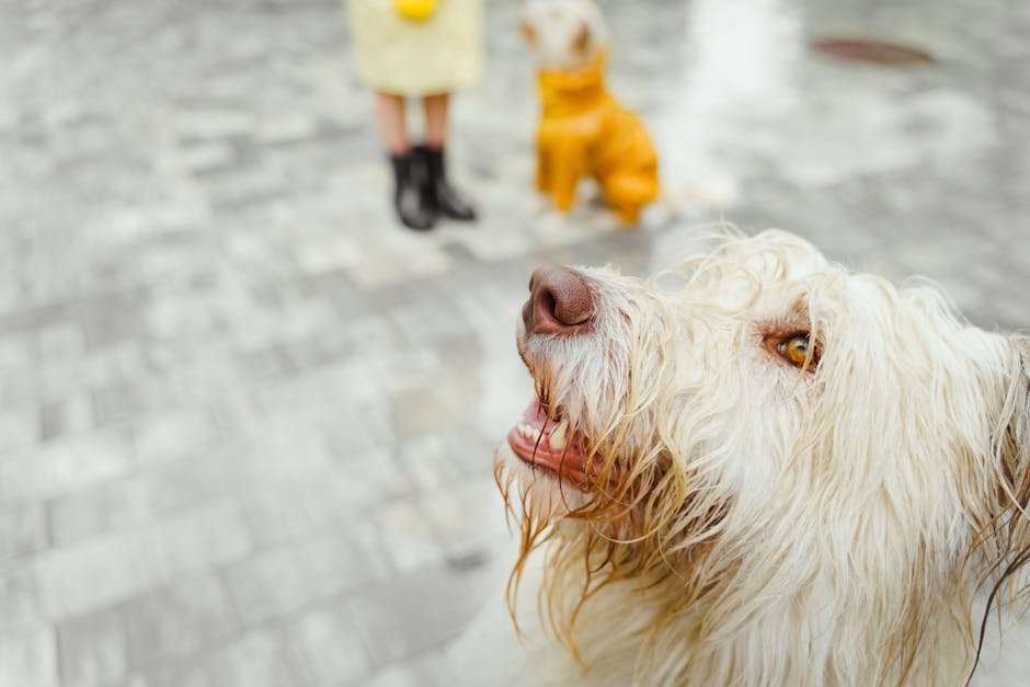 dog park cardiff — Dog Park Cardiff: Top Picks & Visiting Tips