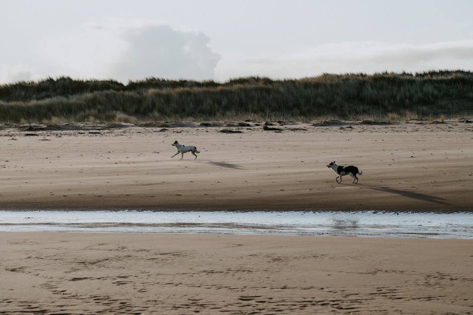 dog park edinburgh — Dog Park Edinburgh: Best Parks for Off-Lead Fun