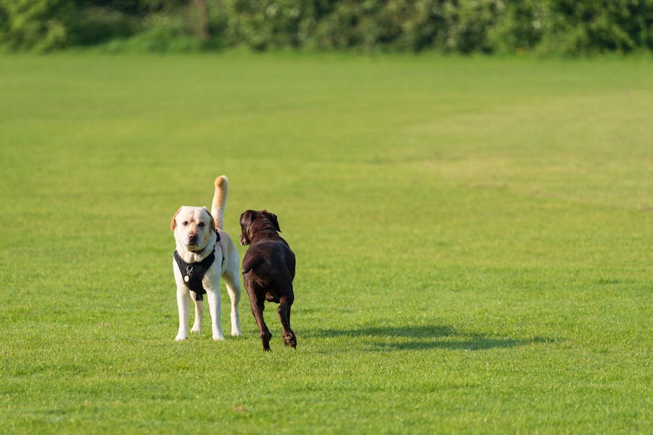 dog park london — Dog Park London: Best Spots and Tips for Visitors