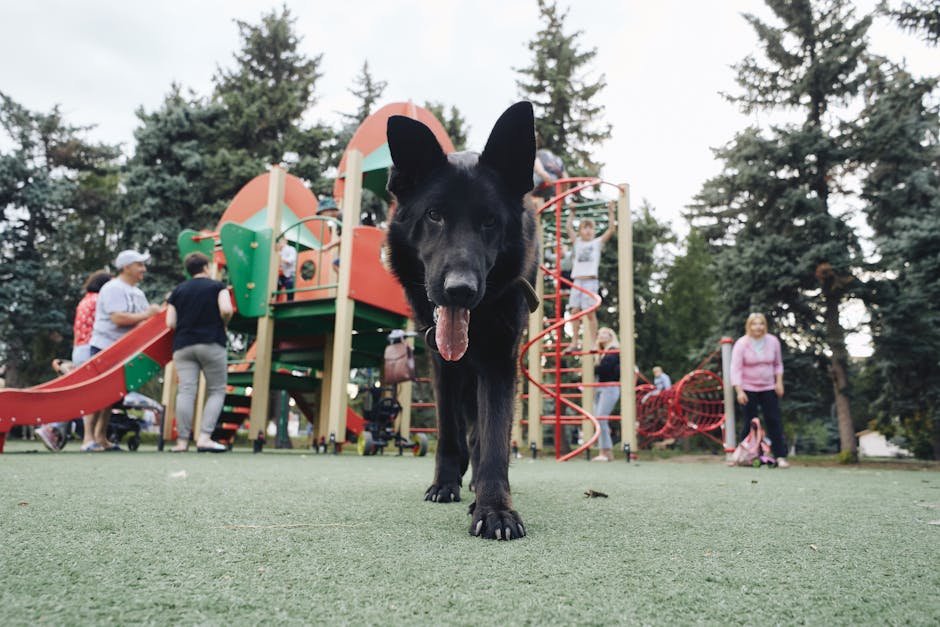 dog park manchester — Dog Park Manchester: Best Parks & Visitor Tips