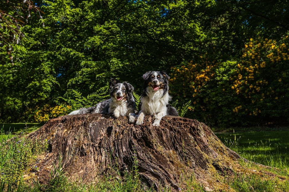 dog park near london — Dog Park Near London: Explore Top Spots for Pups