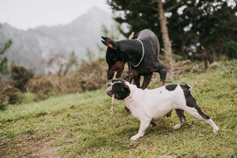 dog park near me uk — Dog Park Near Me Uk: How to Find Safe Local Spots