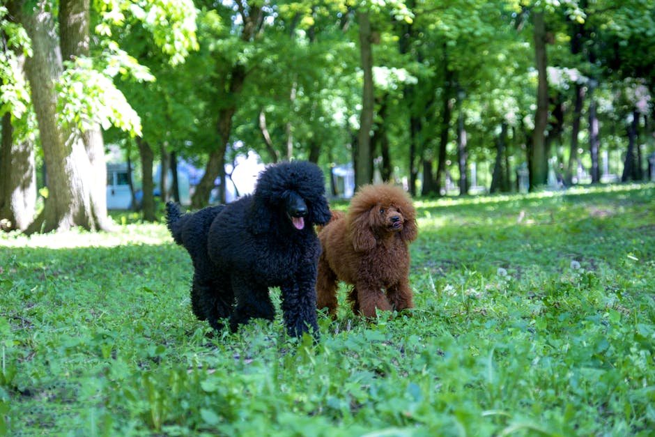 dog park safety tips uk — Dog Park Safety Tips Uk: Safe Visits for Every Pup