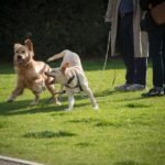 Dog Park Sheffield: Top Local Parks & Tips
