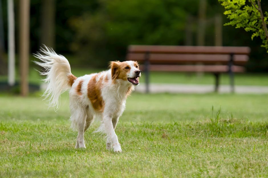 dog park socialising tips uk — Dog Park Socialising Tips Uk: Essential Guide