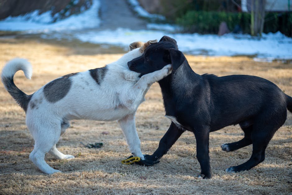 dog socialisation tips uk — Dog Socialisation Tips Uk: Guide to Happy Pets