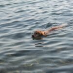 Dog Swimming Spots Uk: Top Places for a Splash