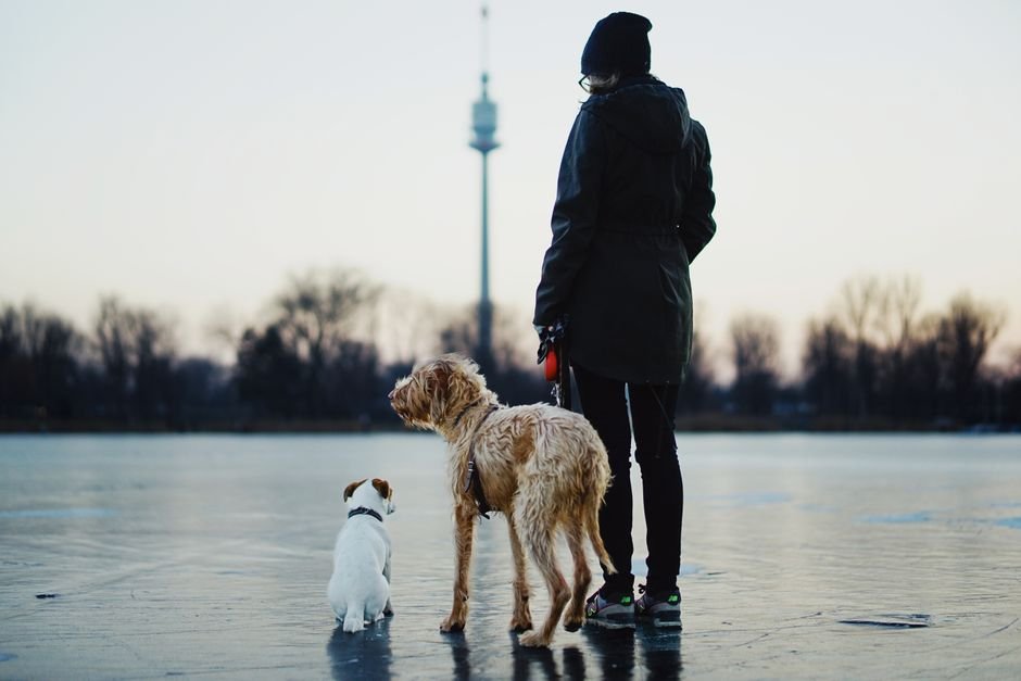 dog trainer uk — Dog Trainer Uk: How to Choose the Right Expert